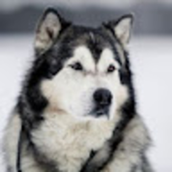 s_inu